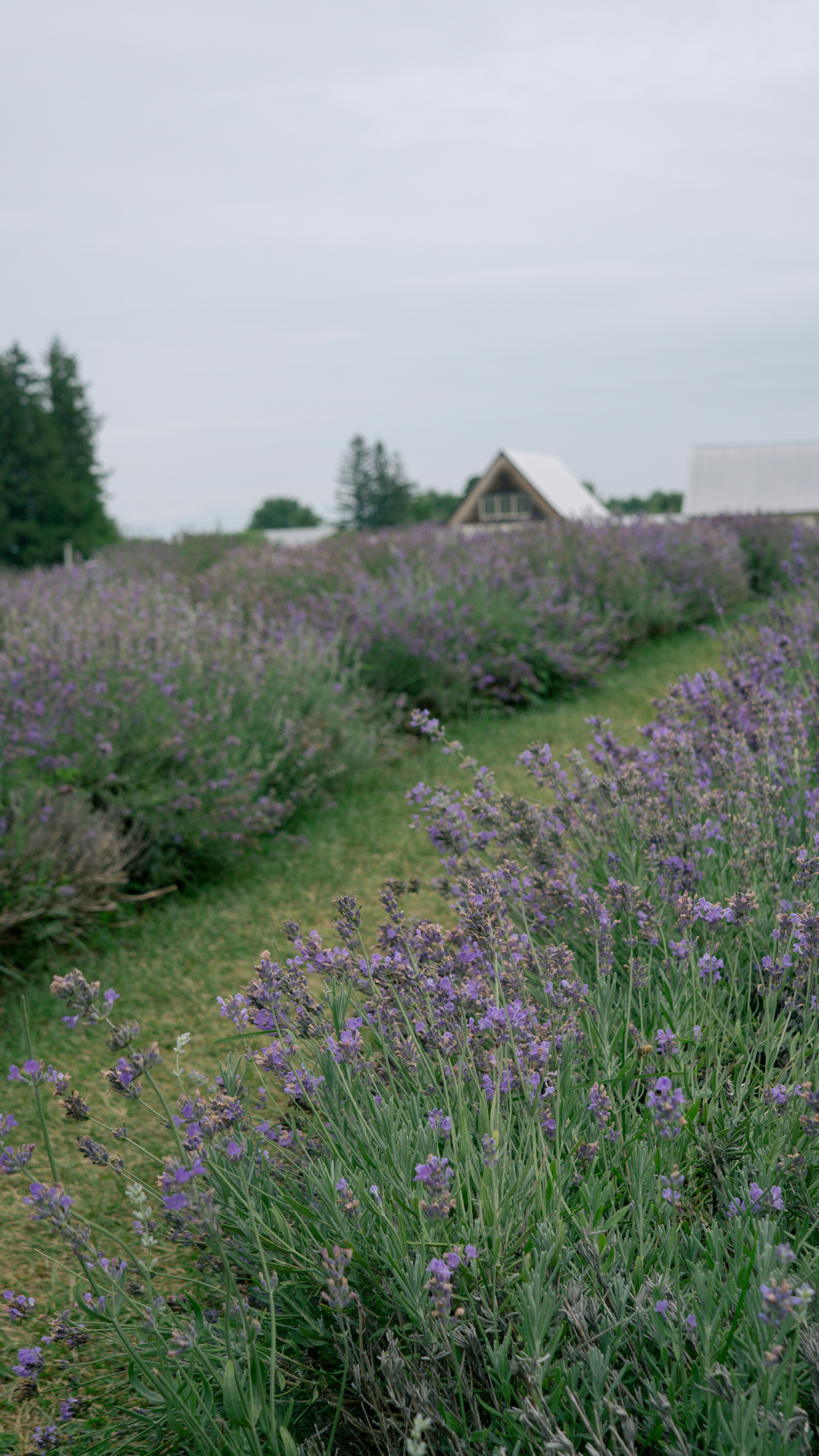 Lavender plants growing